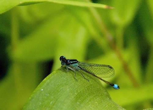 Ischnura elegans